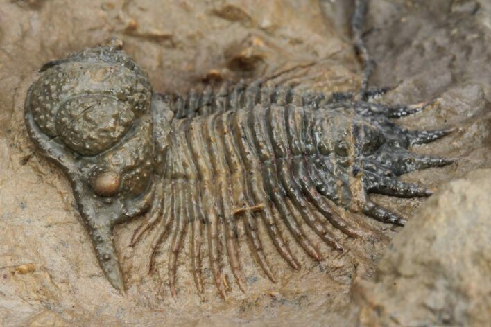 Acanthopyge (Lobopyge) Trilobite - Atchana, Morocco #213451